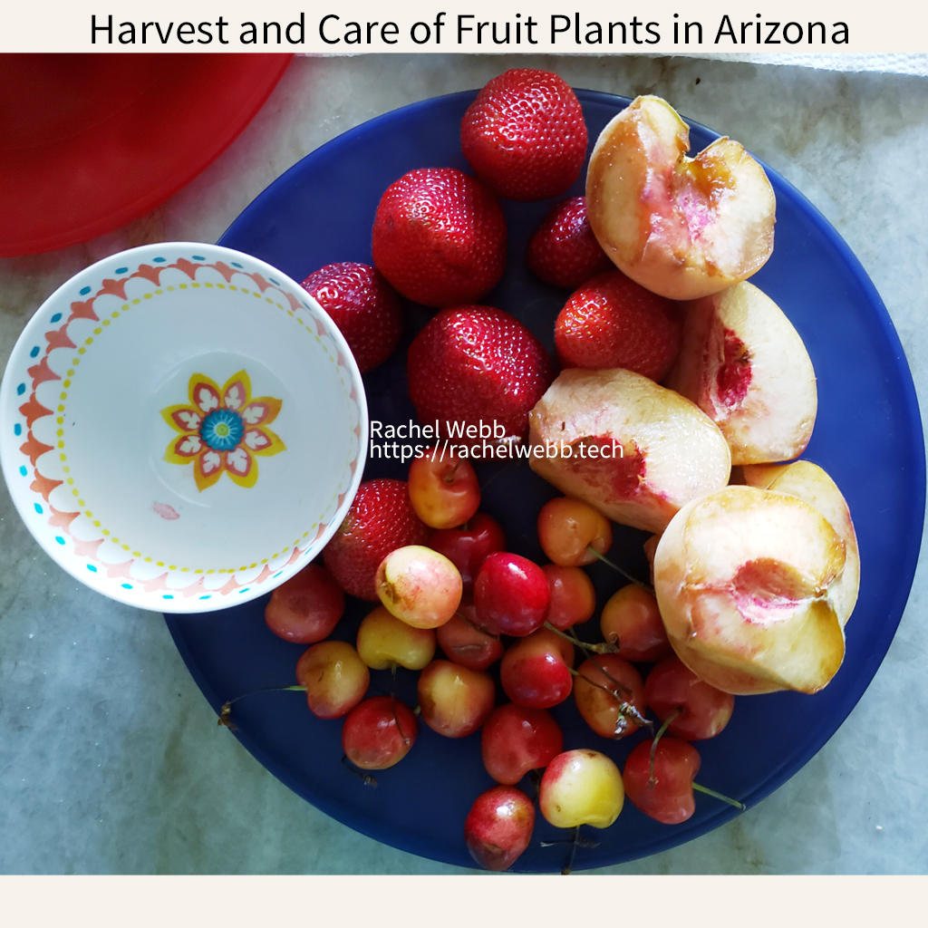 Fruit Plate photo.